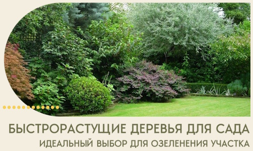 Быстрорастущие деревья для сада идеальный выбор в Ростове-на-Доне