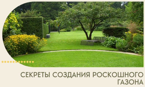 Секреты создания роскошного газона в Ростове-на-Доне